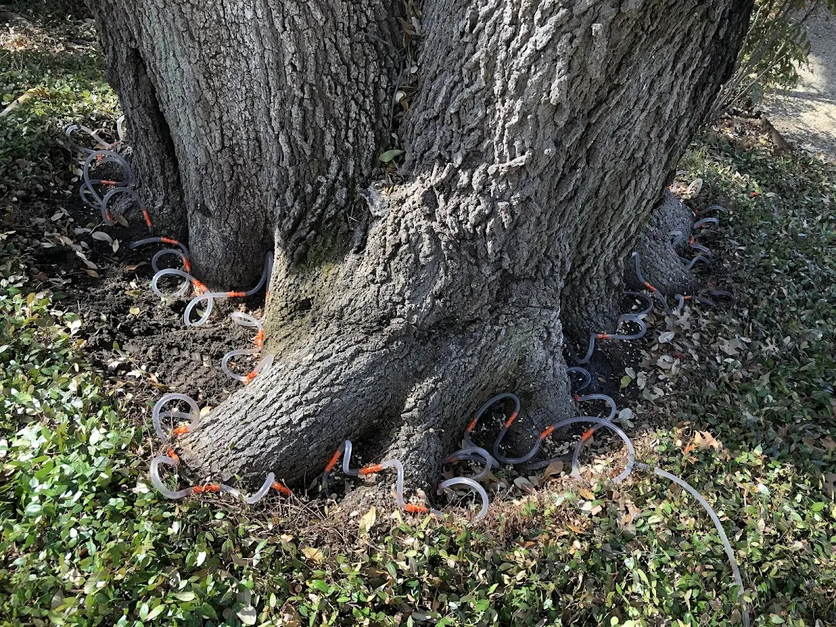 Detailed Tree Cabling and Bracing job site in Paint Rock